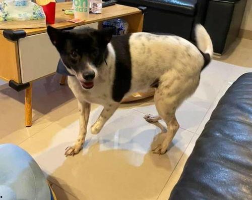 娱乐吃瓜酱小狗安慰,娱乐吃瓜酱的暖心安慰之道  第2张